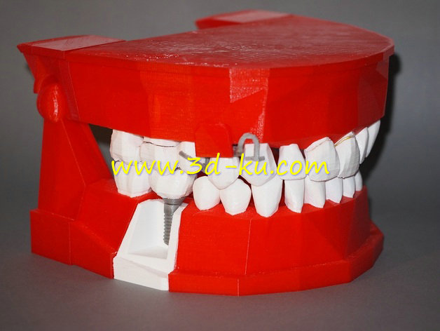 牙科演示模型的图片1