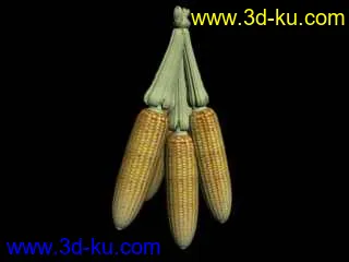 玉米模型的图片2
