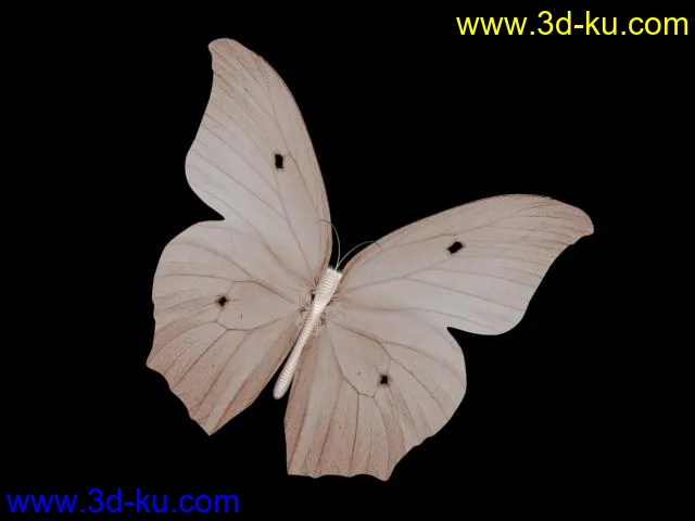 一组蝴蝶模型的图片8