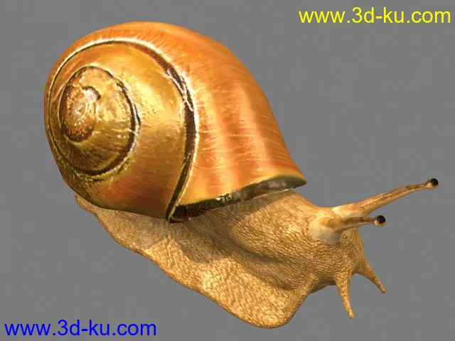 蜗牛模型的图片1