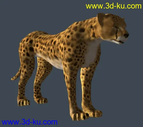 完美猎豹模型的图片2
