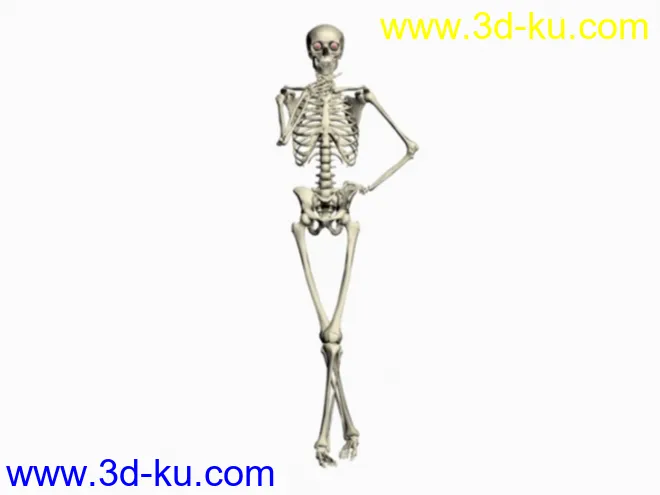 人体骨骼 MAX8 MAX模型的图片3