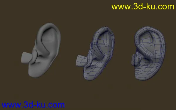 一个耳朵模型的图片1
