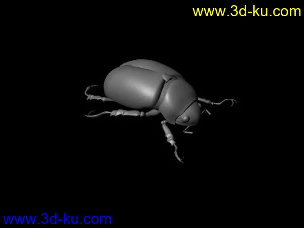 甲虫模型的图片1