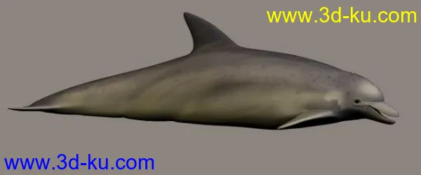 小海豚模型的图片2