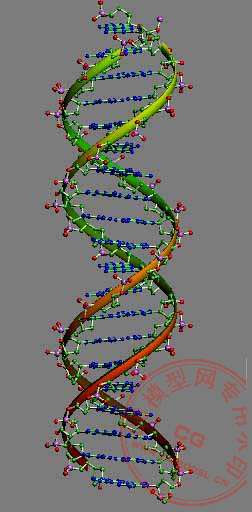 DNA 分子模型（感谢大家分享这一切！）的图片1