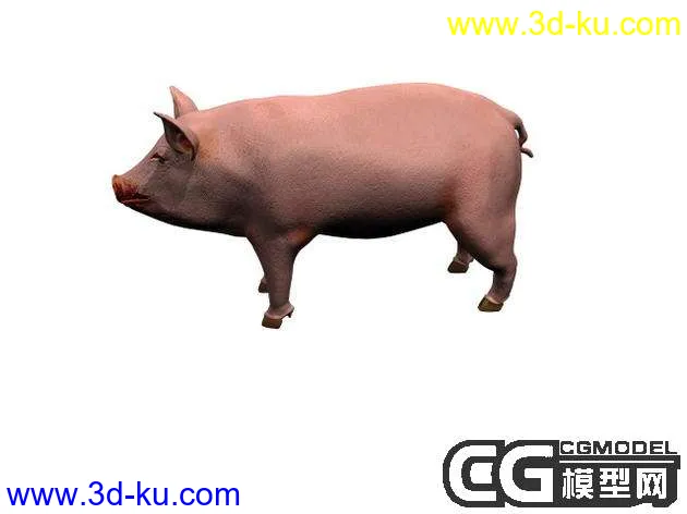一只猪.模型的图片1