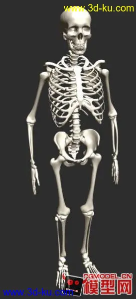 高精度人体整套骨架的模型，希望大家喜欢。的图片1