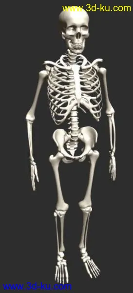 高精度人体整套骨架的模型，希望大家喜欢。的图片2