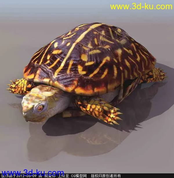 乌龟模型的图片1