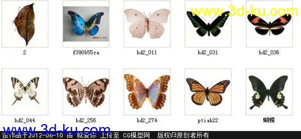 蝴蝶模型的图片2