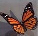 蝴蝶模型的图片1