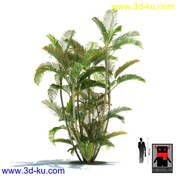 热带植物模型的图片16