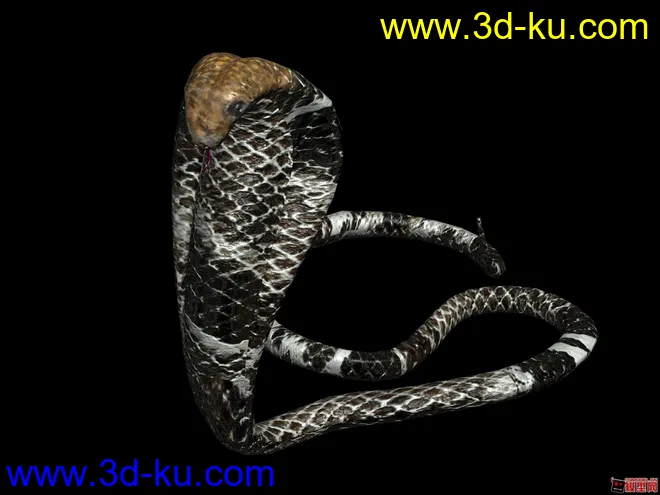 眼镜王蛇模型的图片1