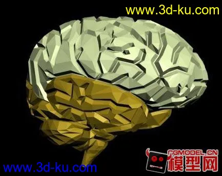 大脑模型的图片1
