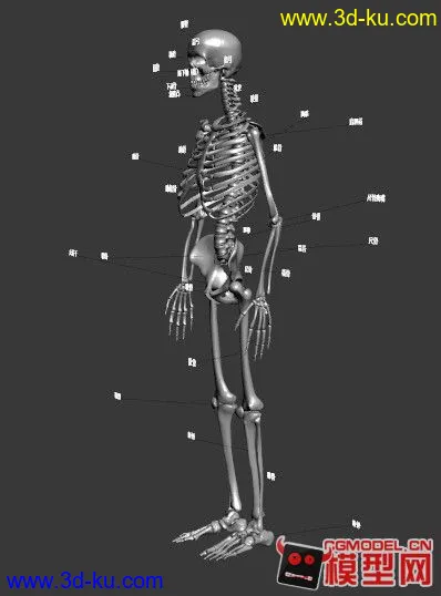 一个高精度的人物骨骼模型，很有参考价值的图片1