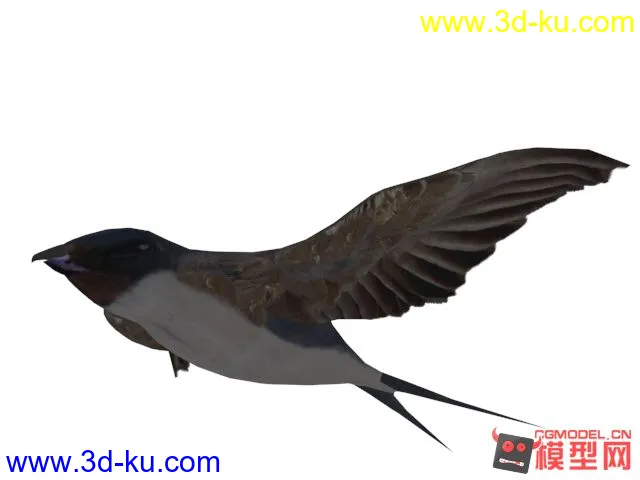 飛翔中的燕子模型的图片1