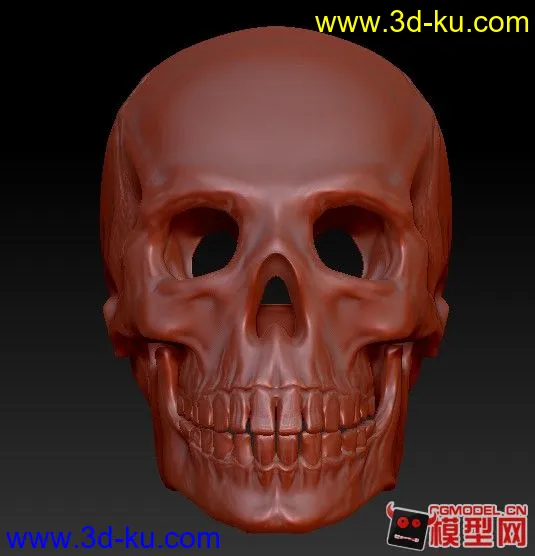 头骨模型的图片1