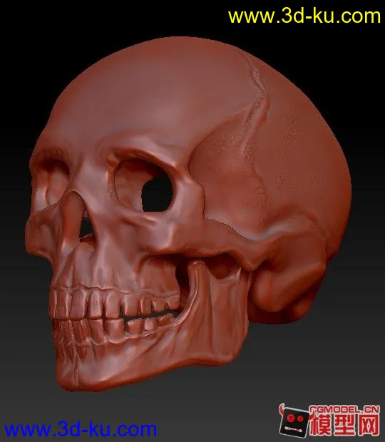 头骨模型的图片2