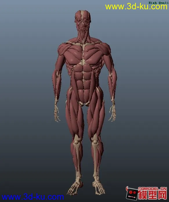 人体肌肉模型的图片1