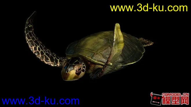 超写实海龟 maya模型的图片1