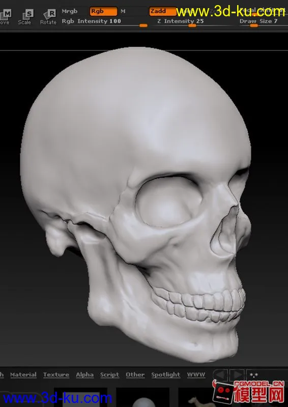 写实头骨，模型，下载的图片2