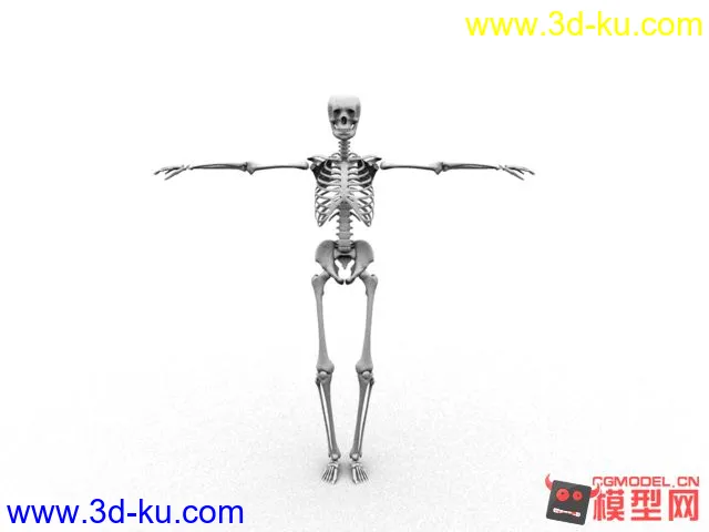 人体骨骼，模型，maya,写实的图片3