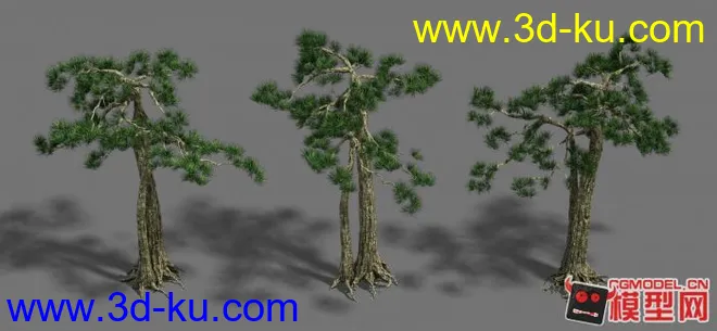 3DMAX 高精度松树（模型贴图下载）的图片1