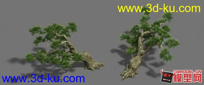 3DMAX 高精度松树（模型贴图下载）的图片2
