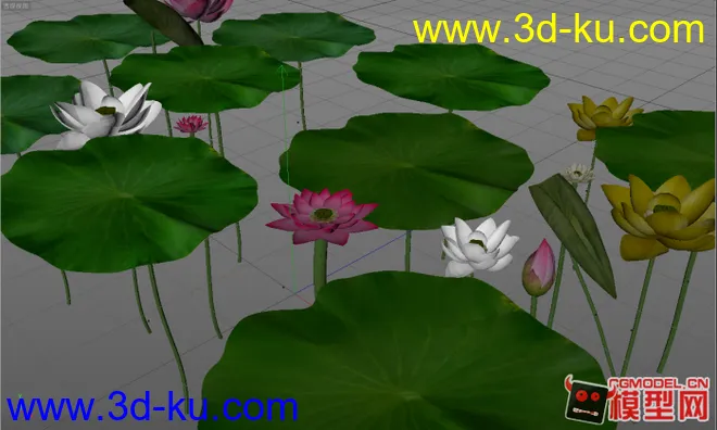 3DMAX 荷花荷叶（睡莲模型）植物的图片1