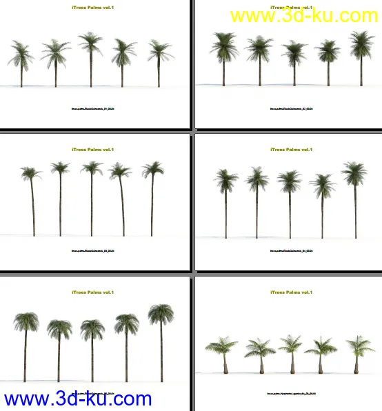 124类620种形态各异的棕榈树模模型的图片3
