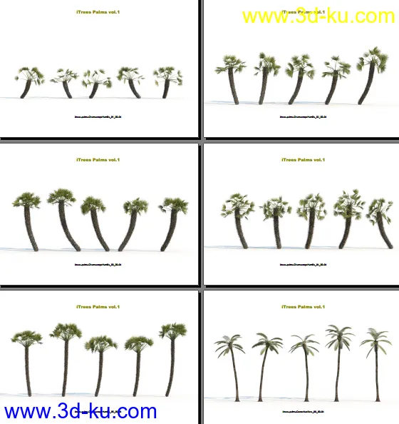 124类620种形态各异的棕榈树模模型的图片8