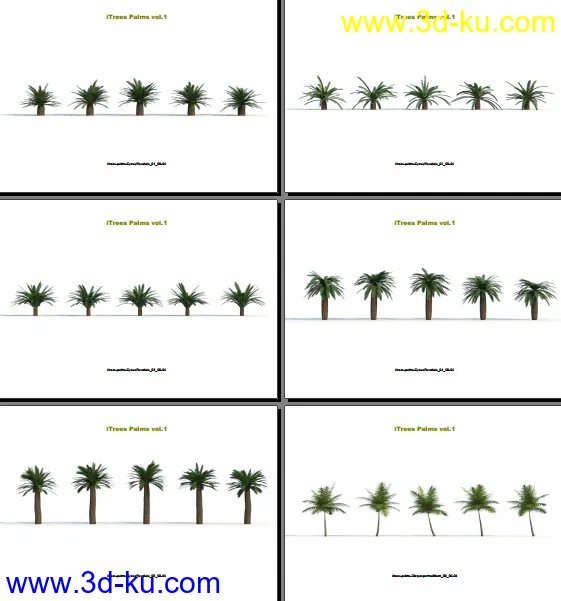 124类620种形态各异的棕榈树模模型的图片11