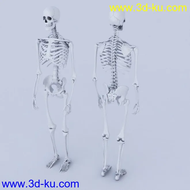 扫描版人体骨骼模型（人体建模必备参考）的图片1