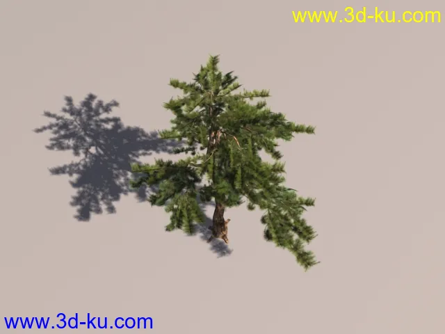 松树模型的图片1