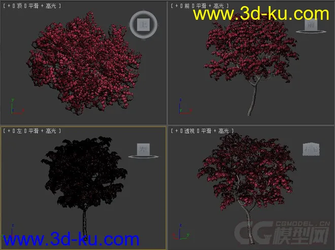 Acer japonicum羽扇槭 模型落叶小乔木模型的图片2