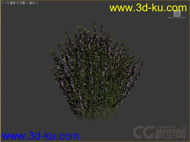 Calluna帚石楠，苏格兰石楠花模型的图片3