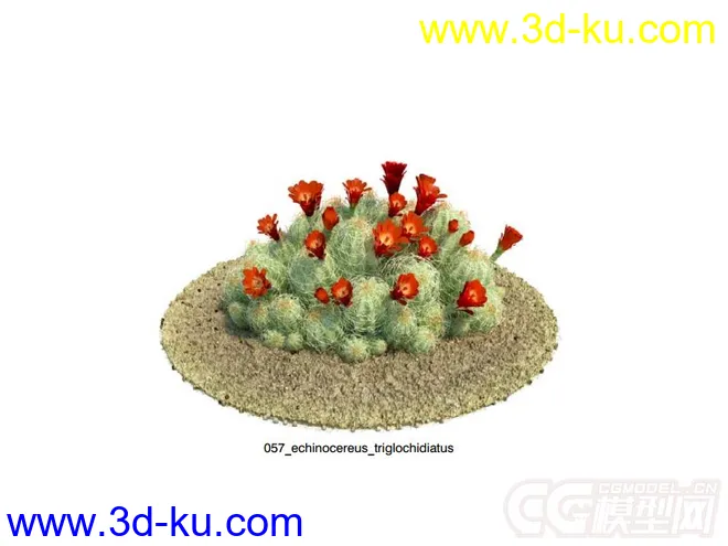 echinocereus_triglochidiatus刺仙人柱模型的图片1