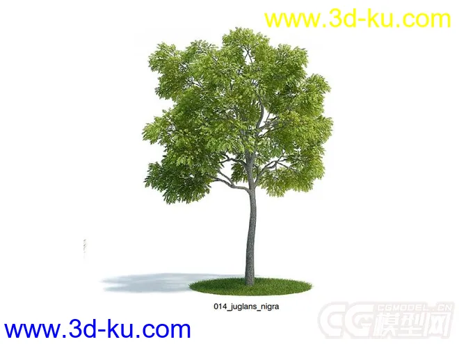 juglans_nigra美国黑核桃树模型的图片1