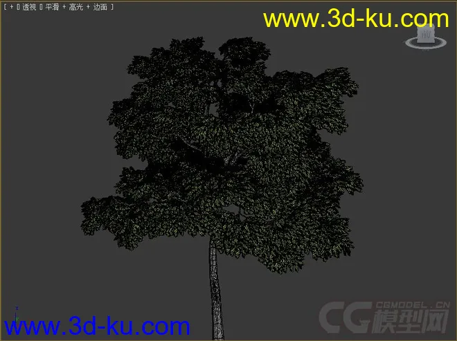 juglans_nigra美国黑核桃树模型的图片2