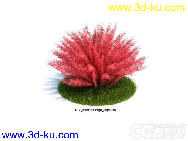 muhlenbergia_capillaris粉黛乱子草模型的图片1