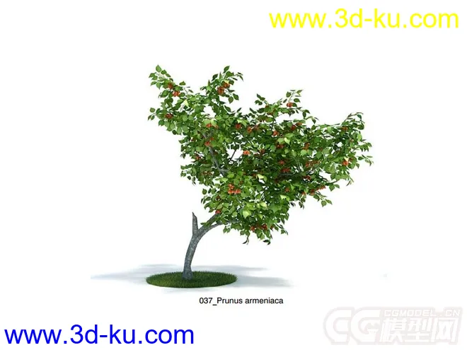 Prunus armeniaca杏树模型的图片1