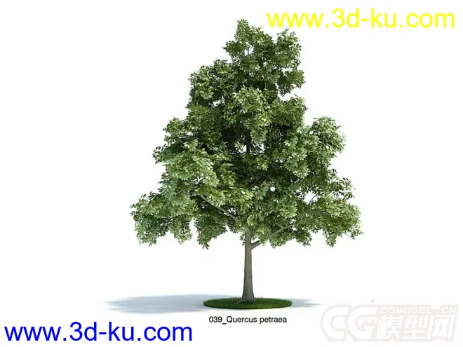 Quercus petraea无梗花栎树木模型的图片1