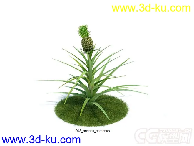 凤梨;菠萝植物模型的图片1