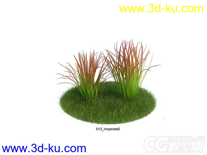 茅针，茅草，兰根模型的图片1