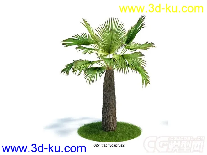 热带棕榈树模型的图片1