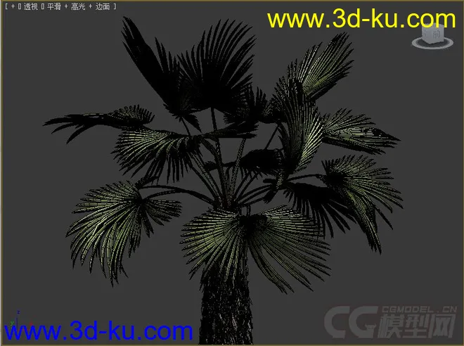 热带棕榈树模型的图片2