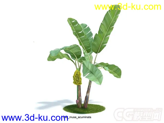 小果野芭蕉树模型的图片1