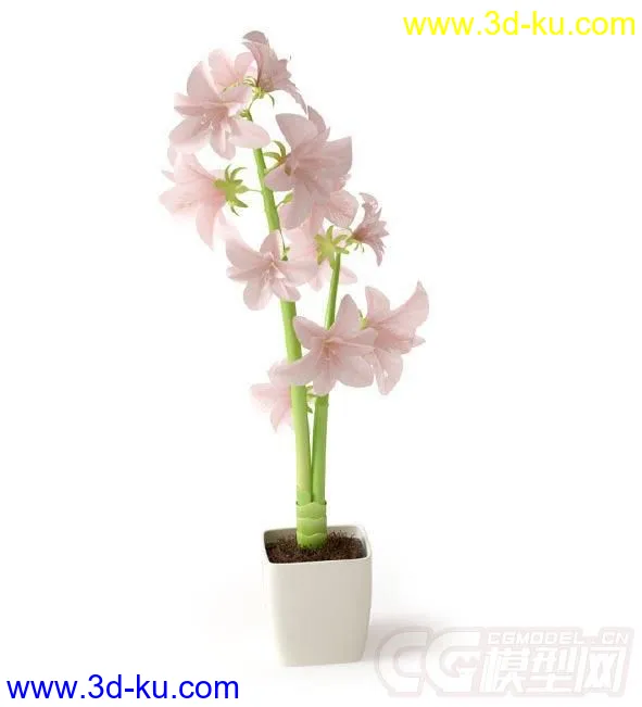 高精细盆栽植物 粉红色花 百合花模型的图片1