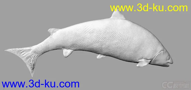 大马哈鱼模型obj格式无贴图的图片2